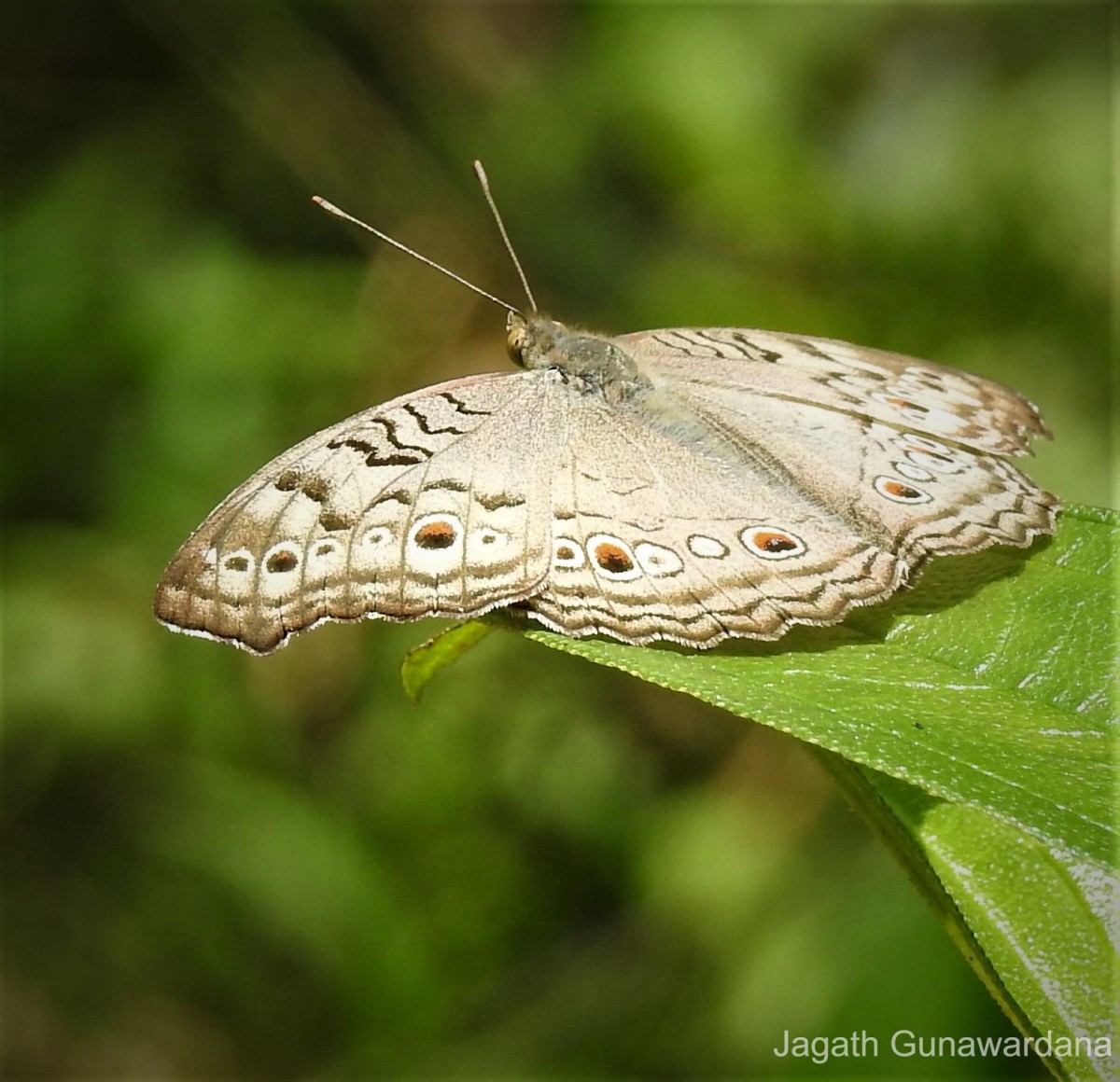 Junonia atlites Linnaeus, 1758